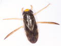 Corixa panzeri